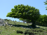 albera-francesa-137